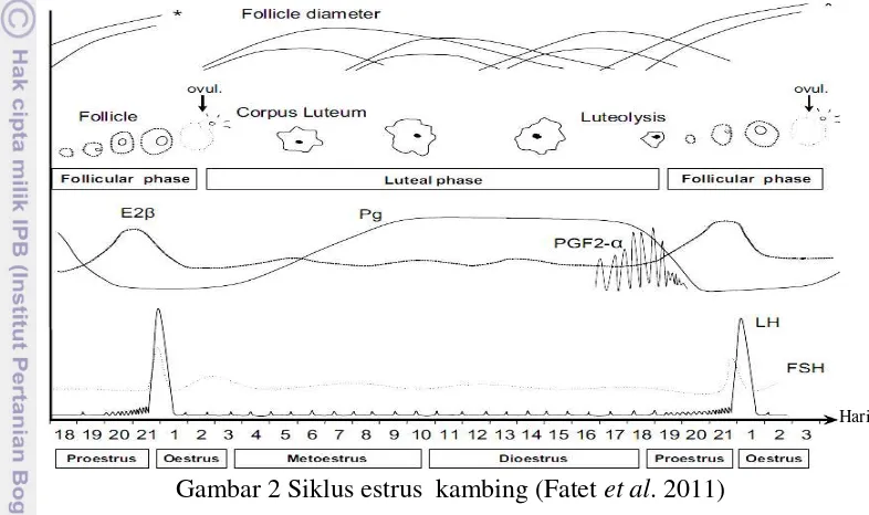 Gambar 2 Siklus estrus  kambing (Fatet et al. 2011) 