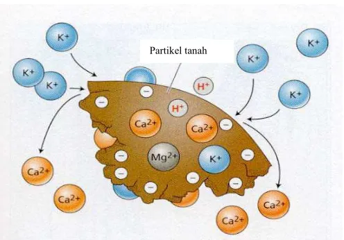 Gambar 1  Prinsip perubahan muatan kation pada permukaan partikel tanah  