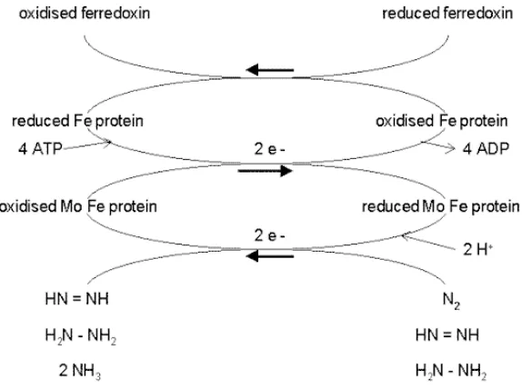 Gambar 2  Bagan pengikatan nitrogen pada bakteri dalam nodul ( Deacon 2006) 