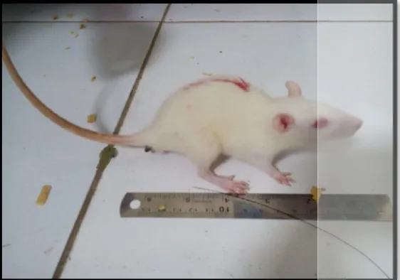 Gambar 8. Tikus Putih Betina (Dokumentasi Pribadi, 2016)Gambar 8. Tikus Putih Betina (Dokumentasi Pribadi, 2016)Gambar 8