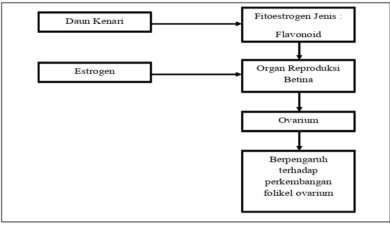 Gambar 13. Bagan Kerangka Berpikir Pengaruh Fitoestrogen terhadap Ovarium C. Hipotesis 