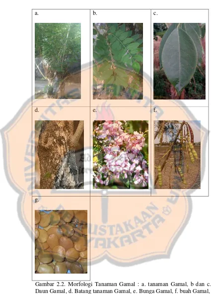 Gambar 2.2. Morfologi Tanaman Gamal : a. tanaman Gamal, b dan c. Daun Gamal, d. Batang tanaman Gamal, e