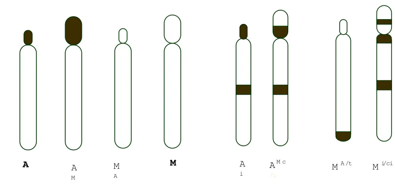 Figure 2.  Nomenclature of C-banding pattern according to TAM system (Imai 1991 and Imai et al