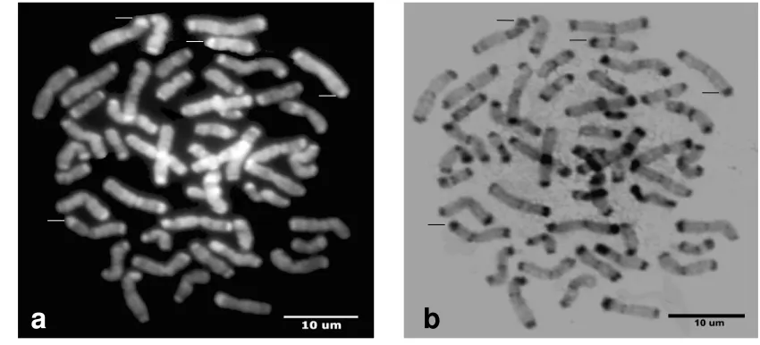 Figure 1. Chromosomes of agile gibbons.  DAPI staining (a) and C-band after DAPI-staining (b)