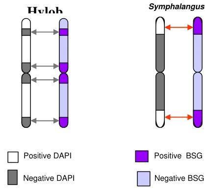Figure 3. Ideogram explains the expression of DAPI and C-band sequential staining in chromosomes of agile gibbons (Hylobates) (left) and siamangs (Symphalangus) (right)