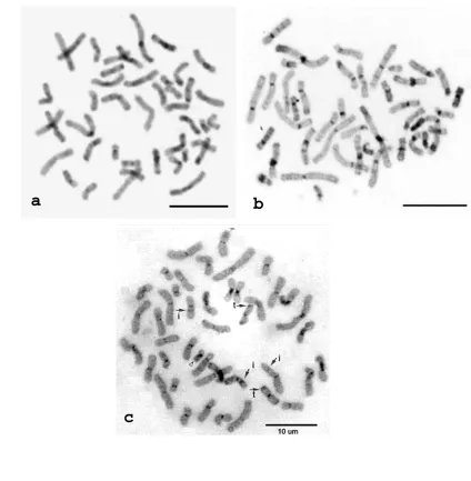 Figure 4. C-banding after DAPI-staining. Standard method of BSG (Sumner 1970) produced vague bands in agile gibbon (a), but clear band in human chromosome  (b)