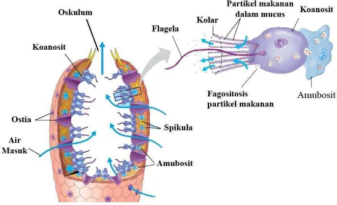 Gambar 1. Struktur organ spons (Reece et al., 2014). 
