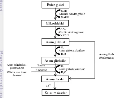 Gambar 6  Metabolisme Etilen Glikol (Dasgupta 2012) 