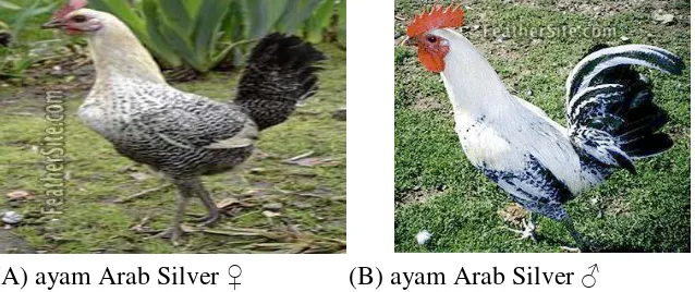 Gambar 1 ayam Arab Silver (A) ayam Arab betina  (B) ayam Arab jantan Sumber : Feathersite (2007) 