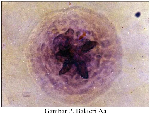 Gambar 2. Bakteri Aa 