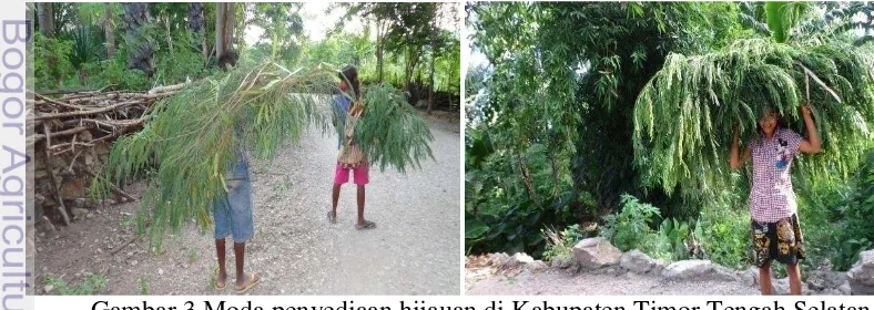Gambar 3 Moda penyediaan hijauan di Kabupaten Timor Tengah Selatan 