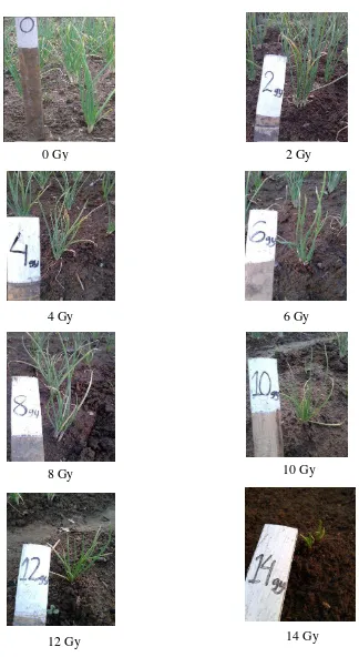 Gambar 3. Penampilan daun dan anakan bawang merah varietas lokal samosir hasil iradiasi        umur  3 MST 