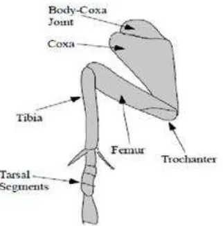 Figure 2 : Cockroach leg structure 