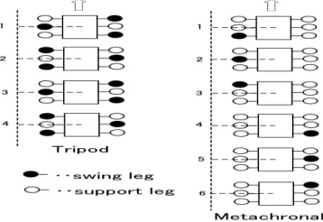 Figure 3 : Biological gaits  