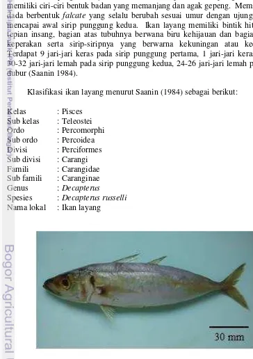 Gambar 3 Ikan layang (Decapterus russelli) 