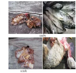 Gambar 1 Pakan buaya muara (a) Ayam, (b) Ikan, (c) Daging sapi, (d) Kambing 