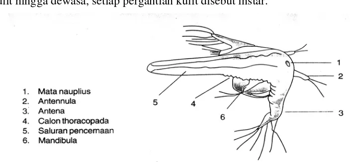 Gambar 1.  Kurniastuty, 1995) Tahapan Penetasan Artemia salina Leach   (Isnansetyo dan