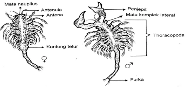 Gambar 3. Morfologi Artemia salina Leach (Isnansetyo dan Kurniastuty, 1995) 