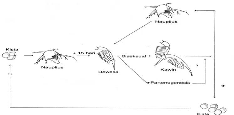 Gambar 4. Siklus Hidup Artemia salina Leach (Isnansetyo dan Kurniastuty, 1995) 