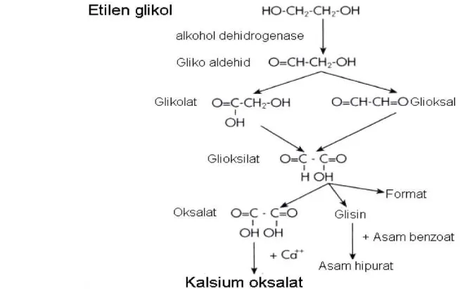 Gambar 7  Metabolisme Etilen Glikol (Cox dan Philips. 2004) 