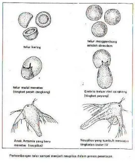 Gambar 1. Tahap penetasan telur Artemia