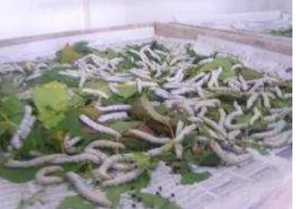 Figure 1. Silkworm larvae of Bombyx mori 