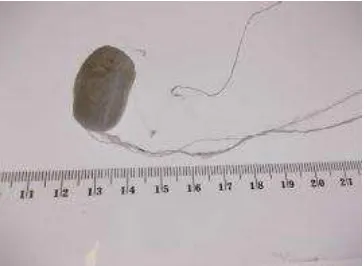 Figure 3. Silkworm cocoon of Bombyx mori 