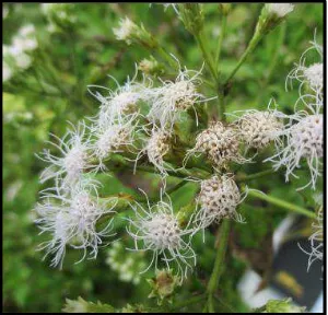 Gambar 2.2 Bunga gulma siam (Chromolaena odorata) (Sumber : dokumentasi pribadi) 