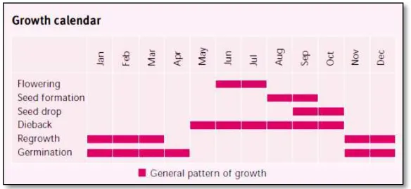 Gambar 2.3 Kalender pertumbuhan gulma siam (Chromolaena odorata) (sumber : Anonim, 2003: 2) 