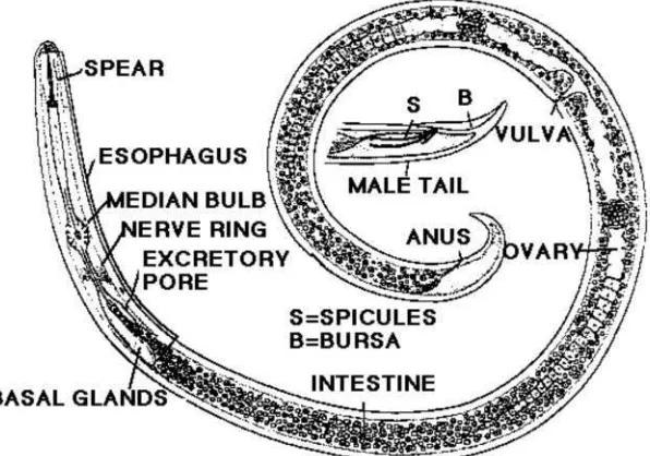 Gambar 2.4 Morfologi nematoda (sumber : 