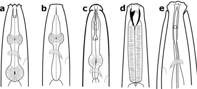 Gambar 2.5 Nematoda dapat diklasifikasikan ke dalam kelompok makan yang berbeda berdasarkan pada struktur mulut mereka : (a) pemakan bakteri, (b) pemakan jamur, (c) pemakan tanaman, (d) predator, (e) omnivora