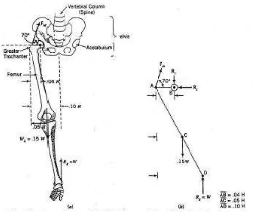 Gambar 3.2 Model dan Free-body Diagram Perkiraan untuk Panggul dan Kaki 