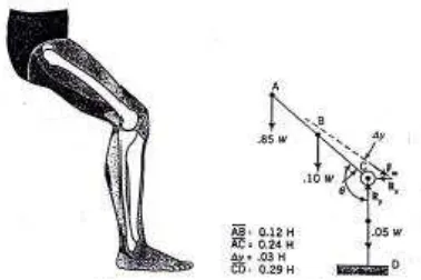 Gambar 3.3 Model dan Free-body Diagram Perkiraan untuk Lutut dan Kaki Bagian Depan Maka analisis perhitungan biomekanika pada segmen tubuh bagian lutut dan kaki 