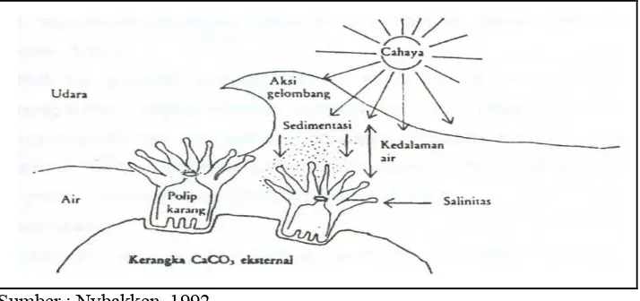 Gambar 4.   Sketsa terumbu karang dan beberapa komponen fisik yang mempengaruhinya. 