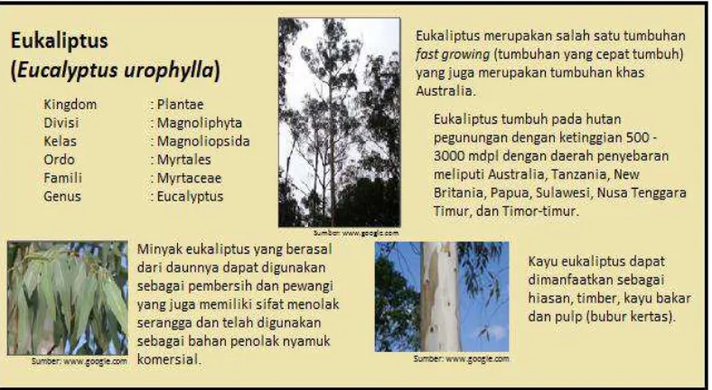 Gambar 9. Contoh papan interpretasi untuk Markisa hutan (Passiflora edulis). 