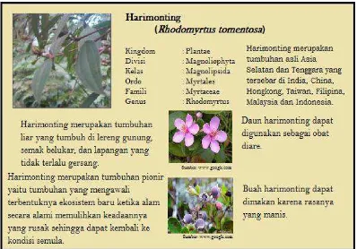 Gambar 10. Contoh papan interpretasi untuk Daun singkut (Curculigo latifolia) 