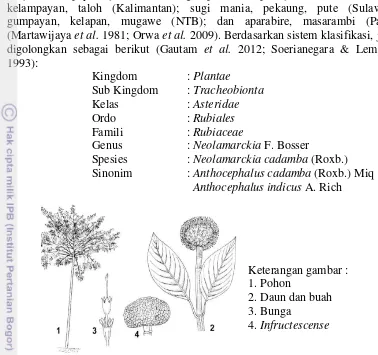 Gambar 1  Profil jabon (sumber: Soerianegara & Lemmens 1993) 