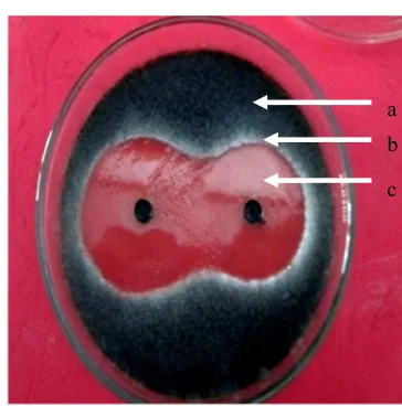 Tabel 1. Inhibitory activity of the leaf extract of P. caninium against the diameter of colony, spore density and biomass formation of P