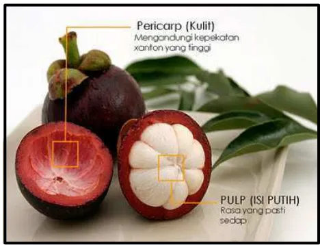 Gambar 1. Gambar morfologik buah manggis (Mardiana, 2011: 17) 