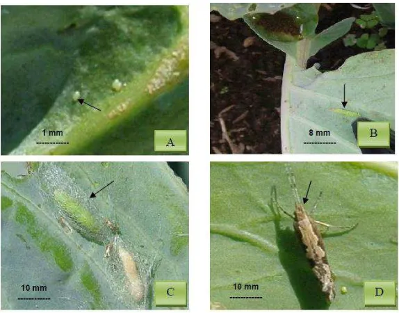 Gambar 3. Plutella xylostella L. : telur (A) (pembesaran: 3 kali), larva (B), pupa (C) (Pembesaran : 2 kali) dan imago (D) (pembesaran : 3 kali) 