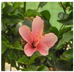 Gambar 5. Hibiscus rosa-sinensis 