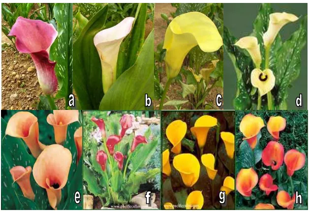 Tabel 3. Hasil Pengamatan Identifikasi Varietas Calla lily di PT MJ Flora 