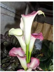Gambar 16. Bunga Potong Calla lily 