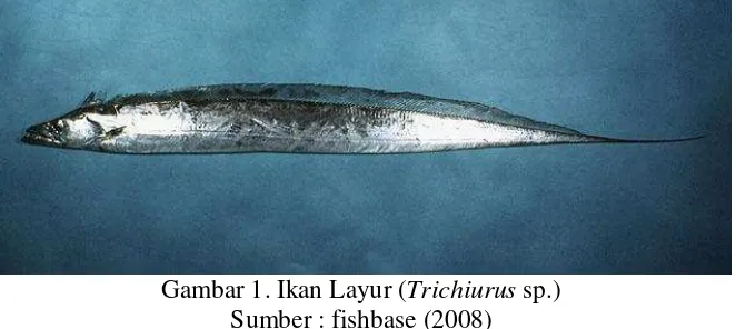 Gambar 1. Ikan Layur (Trichiurus sp.)