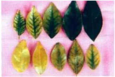 Figure 1.  Symptons of CVPD disease in citrus leaf (Wirawan et al, 2000)  