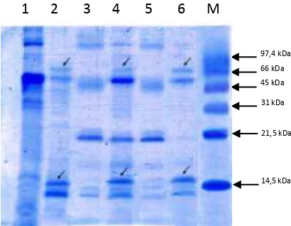 Figure 3. Total protein in some types of citrus plant leaves. In citrus infected CVPD found specific    proteins molecules of approximately 16 kDa and 66 kDa 