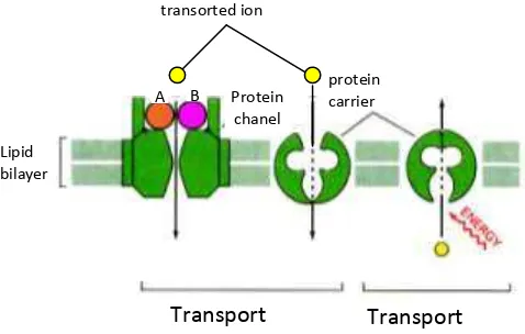 Figure 4. Possible roles of both specific protein molecules with molecules of approximately 16 kDa      and 66 kDa in mechanisms of  infection CVPD disease in citrus.A & B specific protein    molecule