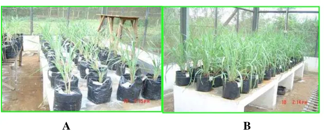 Gambar 3. Rumput Setaria splendida Stapf. yang ditanam pada Tailing (A) dan Latosol (B)  