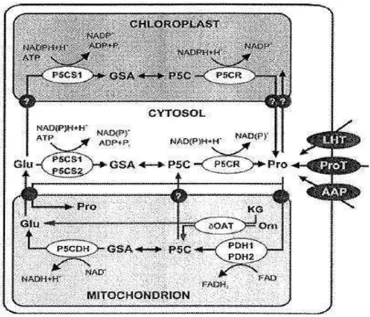 Gambar 2. Metabolisme Prolin pada Arabidopsis. Pro: Prolin, Glu: Glutamat,Orn: Ornitin, P5C: pirolin-5-karboksilat, GSA: Glutamic-γ-Semialdehyde, KG: α-ketoglutarat, AAP: amino acid permease, proT: prolin transporter, LHT: lisin-histidin transporter( Lehman et al., 2010 ).
