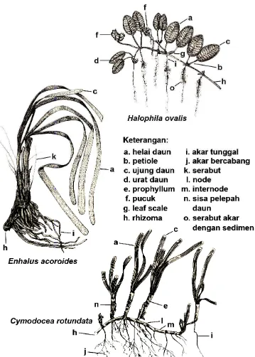Gambar 2  Struktur morfologi umum tumbuhan lamun (Fortes 1990). 
